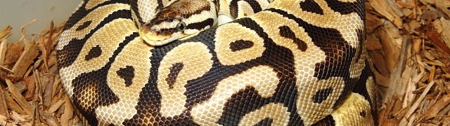Woma, Pueblans, and Ball Python Clutches! Eggs EVERYWHERE!!