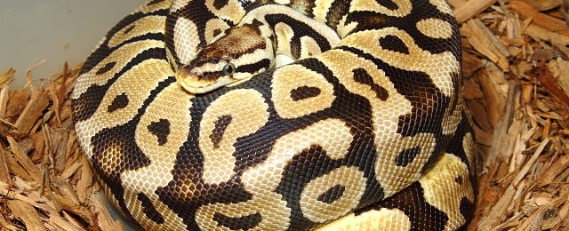 Woma, Pueblans, and Ball Python Clutches! Eggs EVERYWHERE!! webBallPythonClutch#1601Laid4April16PastelXCongoPastelSapphirre