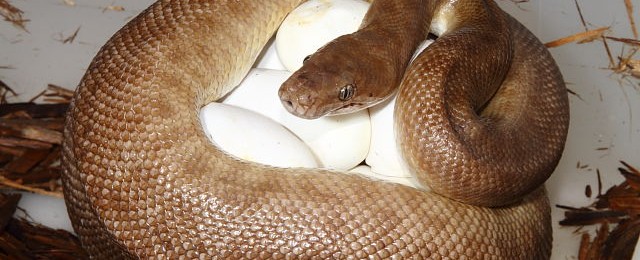 Busy Egg-Laying Season!! webChildrensPythonClutch#16CP01Laid29April2016