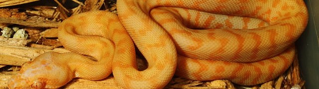 From Carpets to Colubrids, to Captive Ball Morphs…Everything is Hatching and Ready for Sale!! webAlbinoCarpetMale#16ac01July16