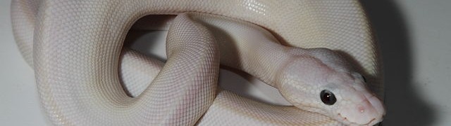 Ball Pythons For Sale!!