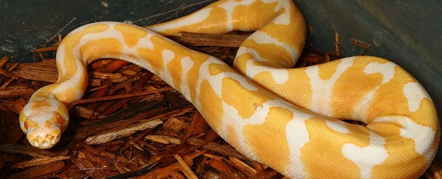 New Combo Morph First Time For Sale!! weblavalbbandgirl162308sep16
