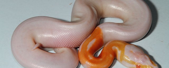 September 2016 Update! websuperbandedalbinopied26august2016