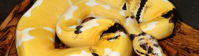 Ball Python Hatch Season Wrap-Up!!