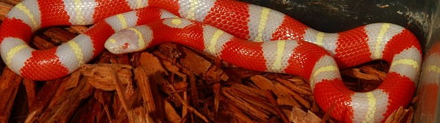 Updated Established Colubrids And Pythons For Sale!!