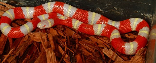 Updated Established Colubrids And Pythons For Sale!! webalbinonelsonsmilkgirl16nm04dec16-jpg