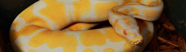 Albino Banded Ball Python And Super Banded Het Albino Ball Python Updated Availability!