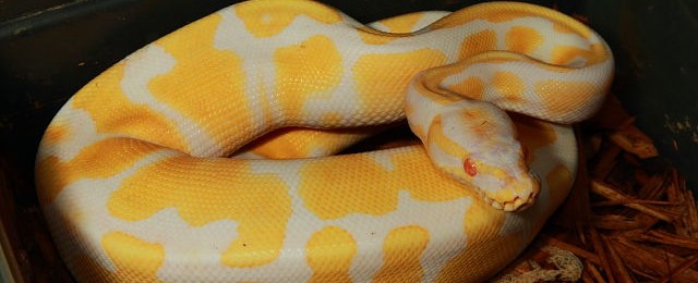 Albino Banded Ball Python And Super Banded Het Albino Ball Python Updated Availability! webAlbinoBandedGirl161804Jan17g215