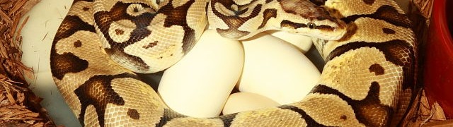 Ball Python Egg Laying Season Has Begun!