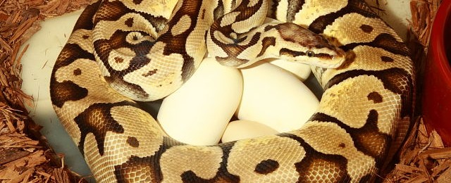 Ball Python Egg Laying Season Has Begun! webBallClutch#17BP03SuperPastelXCoralGlowCinnamonLaid6April2017.JPG