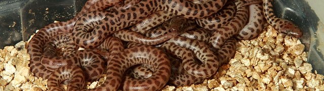 Children’s Hatch, Balls Lay Eggs, Calico Rats Are Growing.