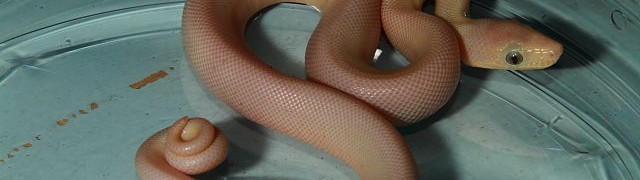 20 July 2017 Update! Albino Boas, Leucistic Rainbows, Paradox Albino Super Banded, Pastel Lavender Albino Balls!