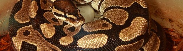 Ball Python Clutches!