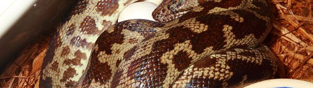 Spotted Python Clutch!